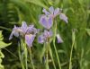 image of Iris versicolor