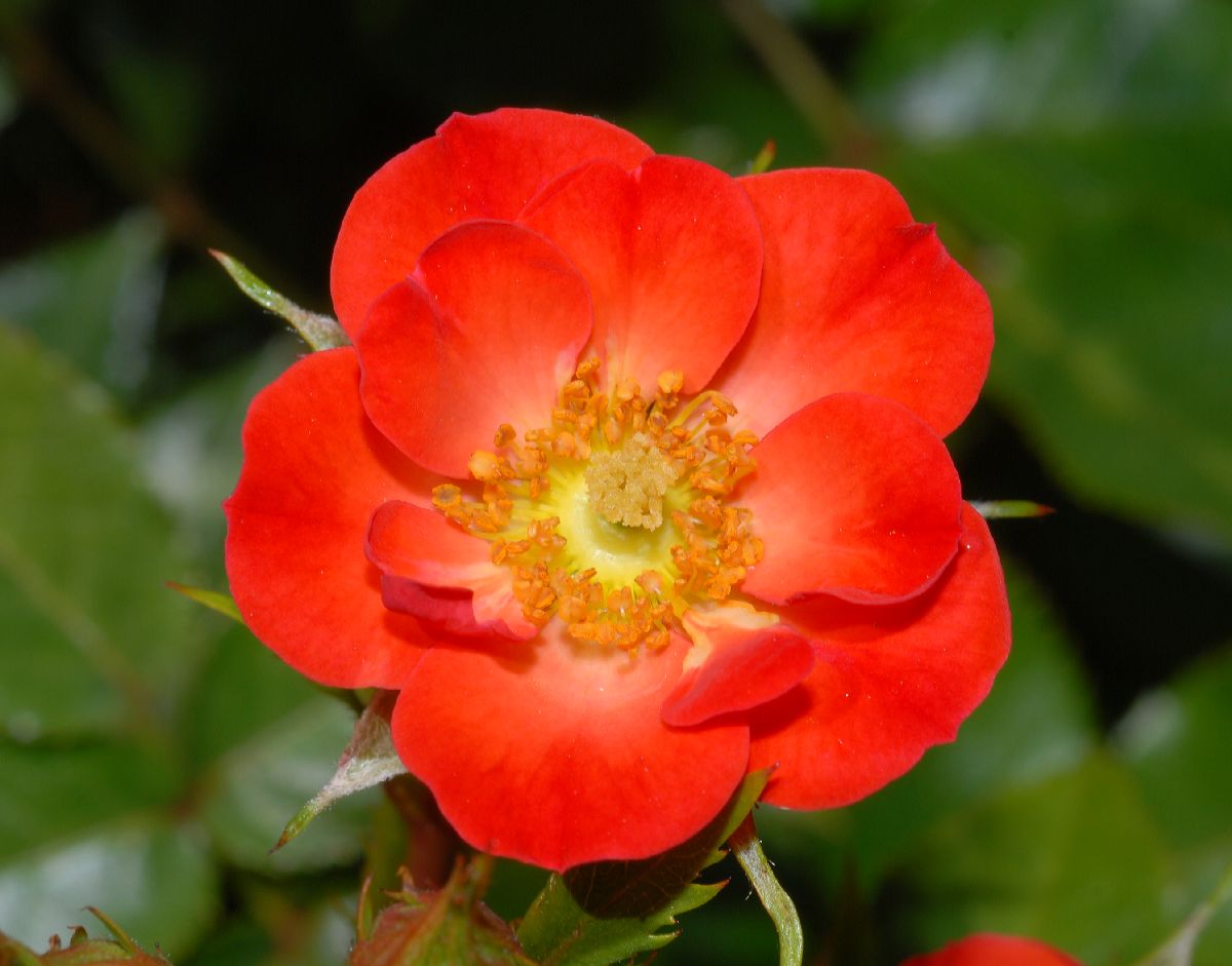 Rosaceae Rosa 
