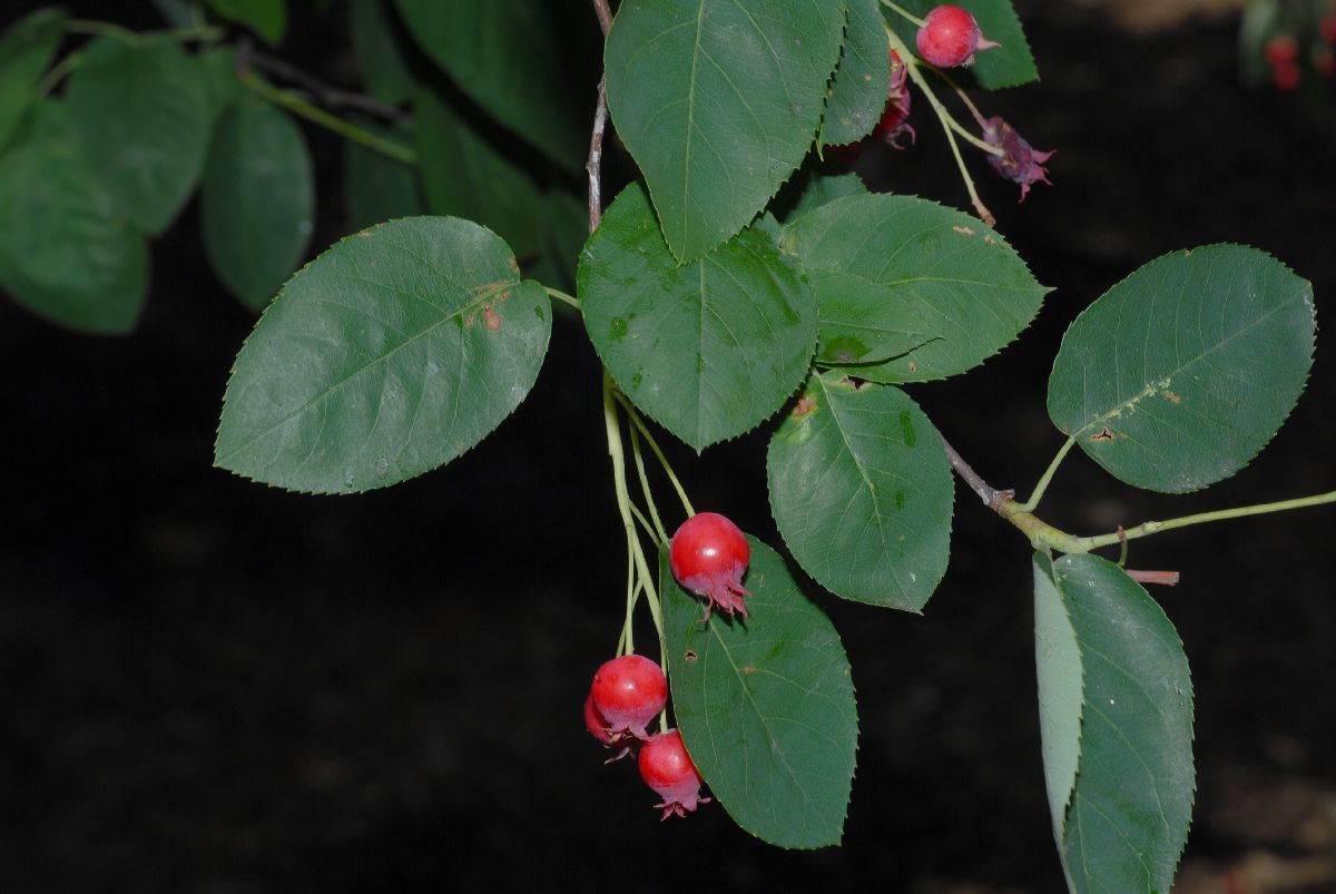 Rosaceae Amelanchier canadensis