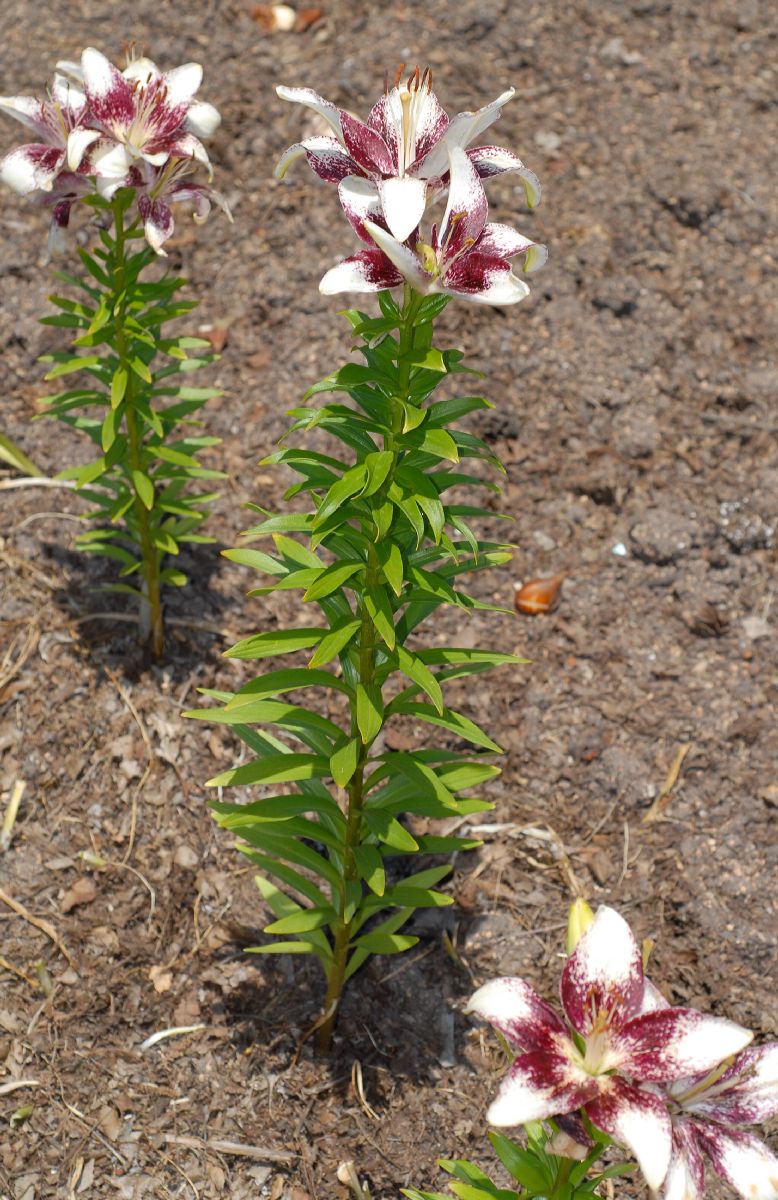Liliaceae Lilium 