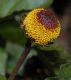 image of Spilanthes 