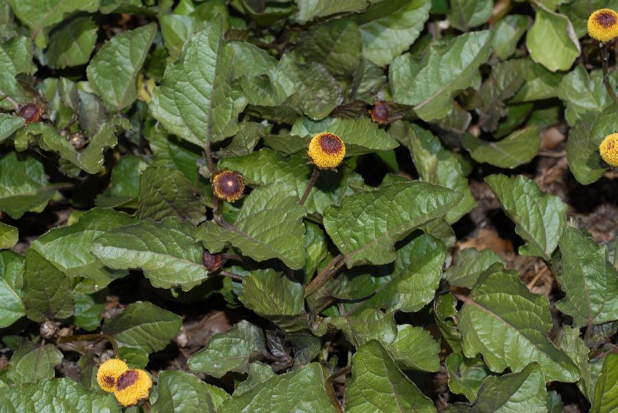 Asteraceae Spilanthes 