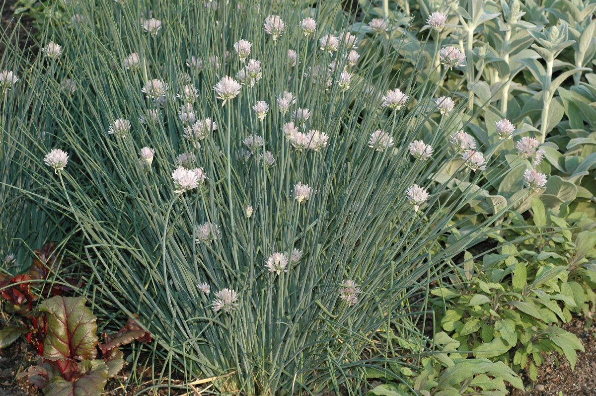 Amaryllidaceae Allium schoenoprasum