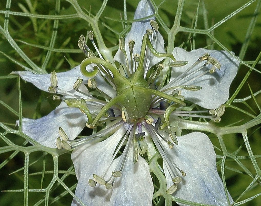 Ranunculaceae Nigella 