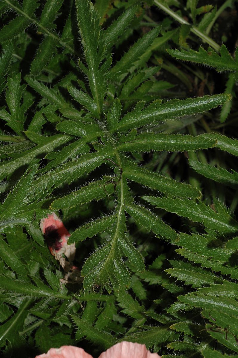 Papaveraceae Papaver orientalis
