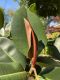 image of Ficus elastica