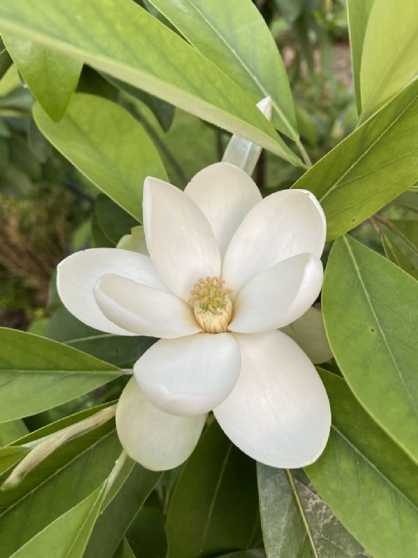 Magnoliaceae Magnolia virginiana