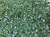 image of Trifolium repens