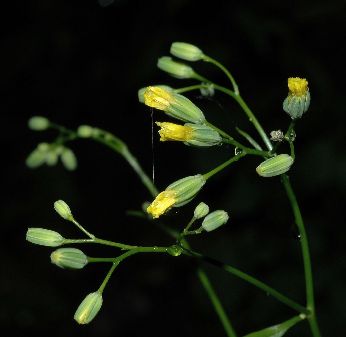 Asteraceae Lapsana communis