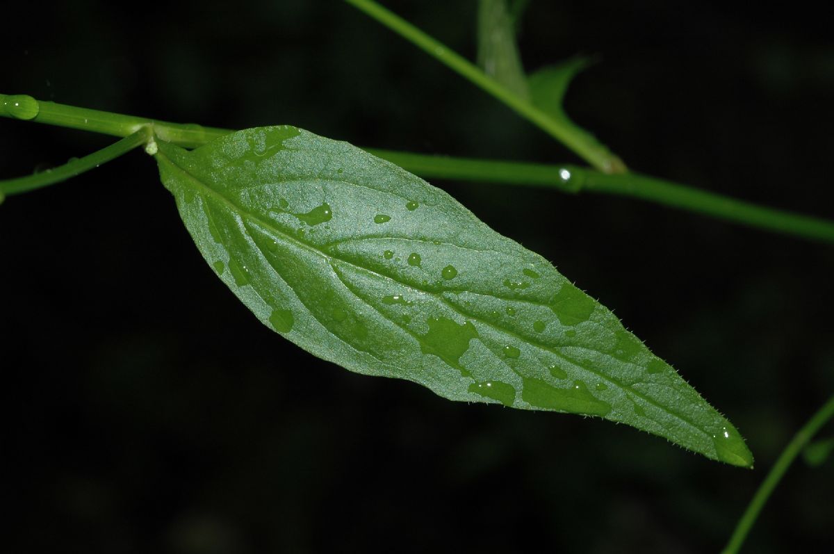 Asteraceae Lapsana communis