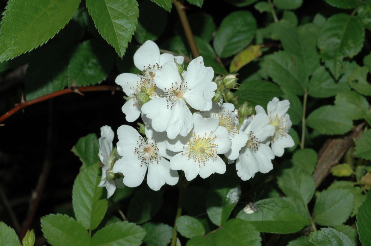 Rosaceae Rosa multiflora