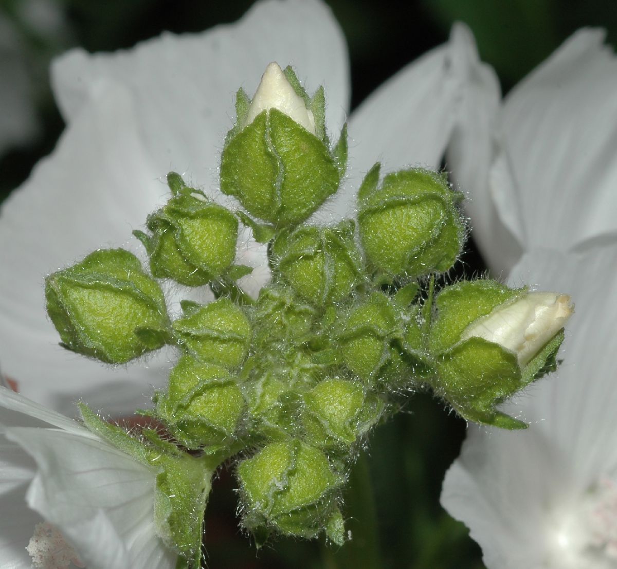 Malvaceae Malva moschata