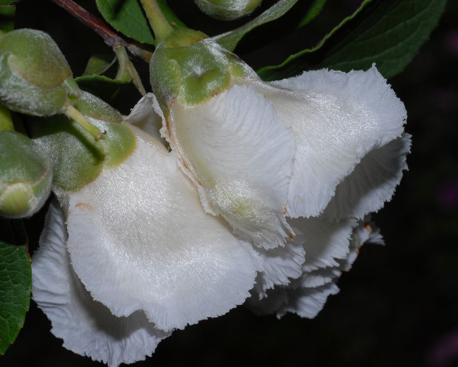 Theaceae Stewartia pseudacamellia