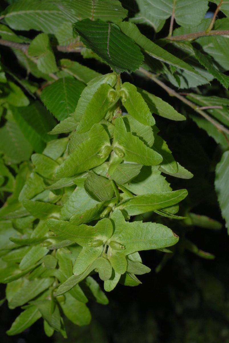 Betulaceae Carpinus betulus