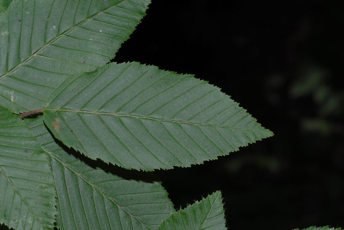 Betulaceae Carpinus betulus