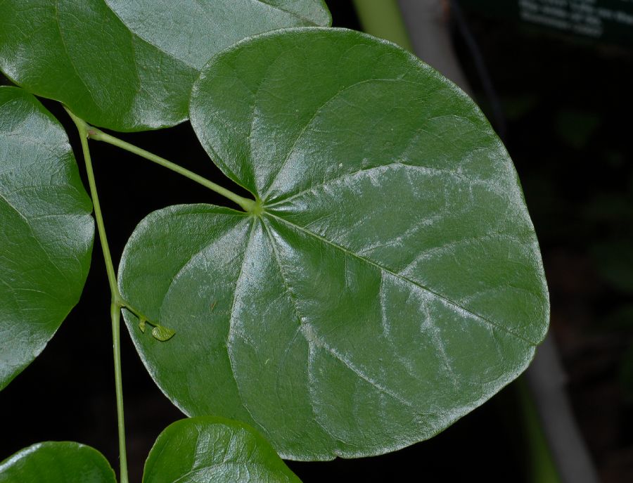 Fabaceae Cercis reniformis