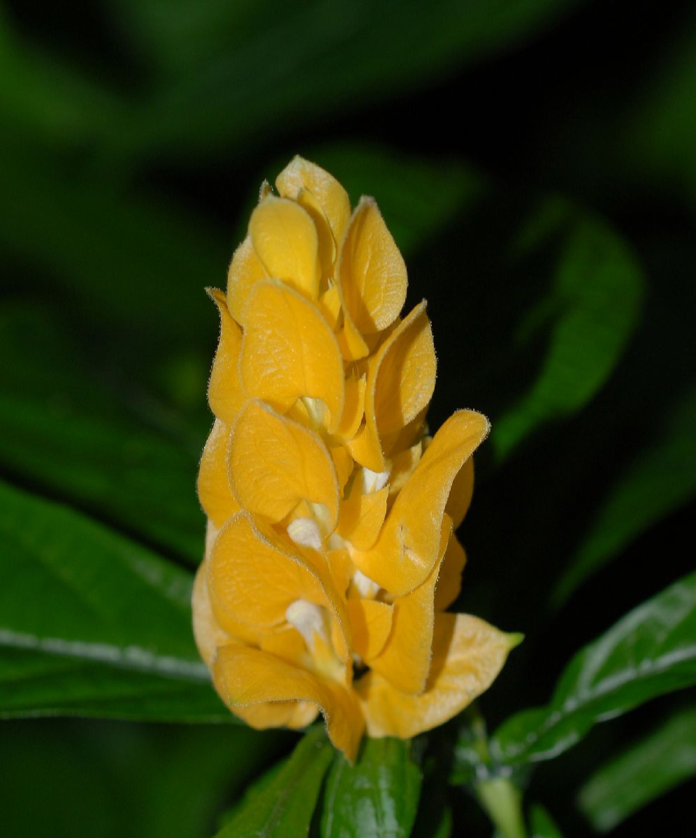 Acanthaceae Pachystachys lutea