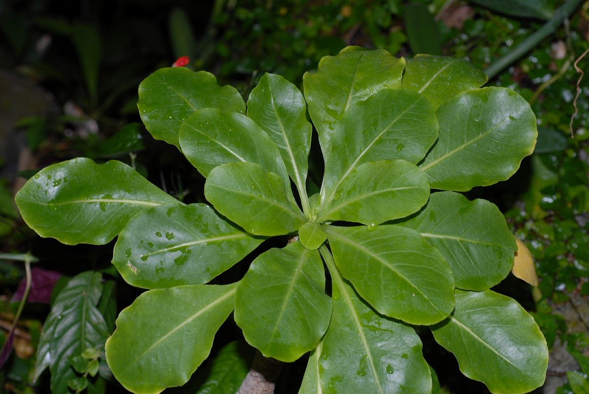 Campanulaceae Brighamia insignis