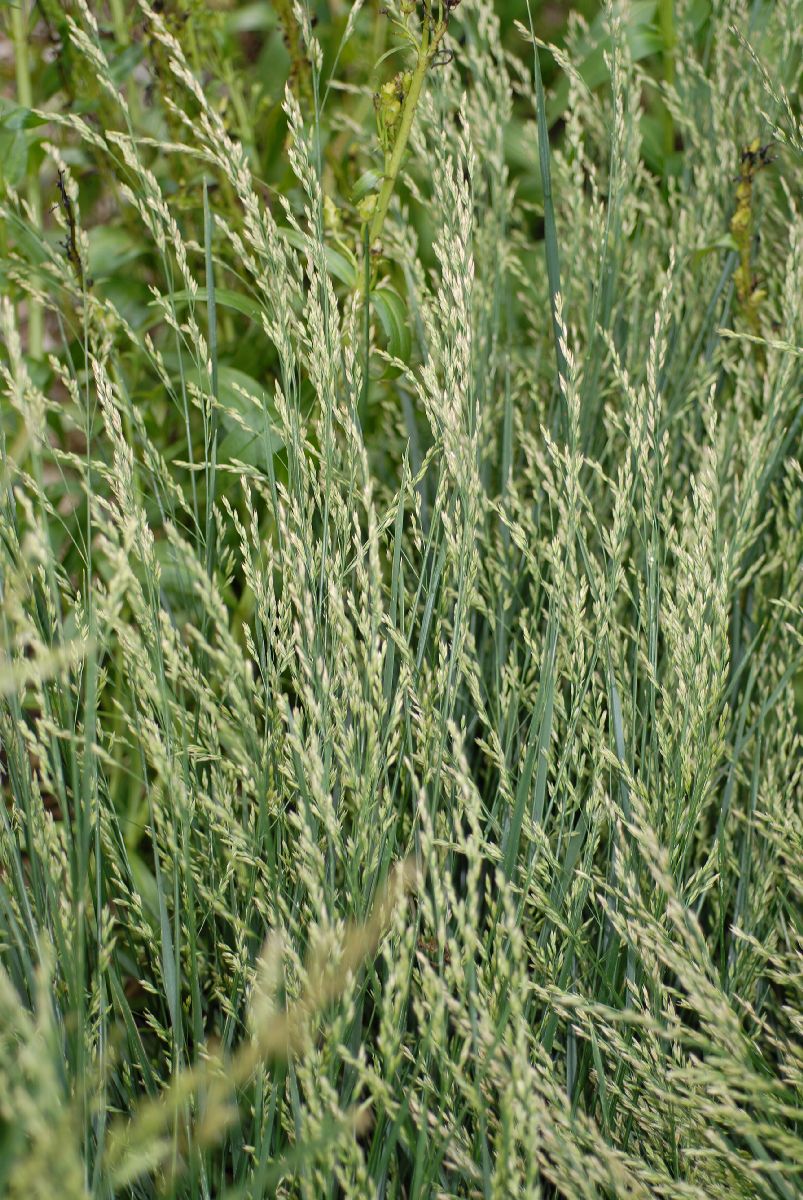 Poaceae Deschampsia cespitosa