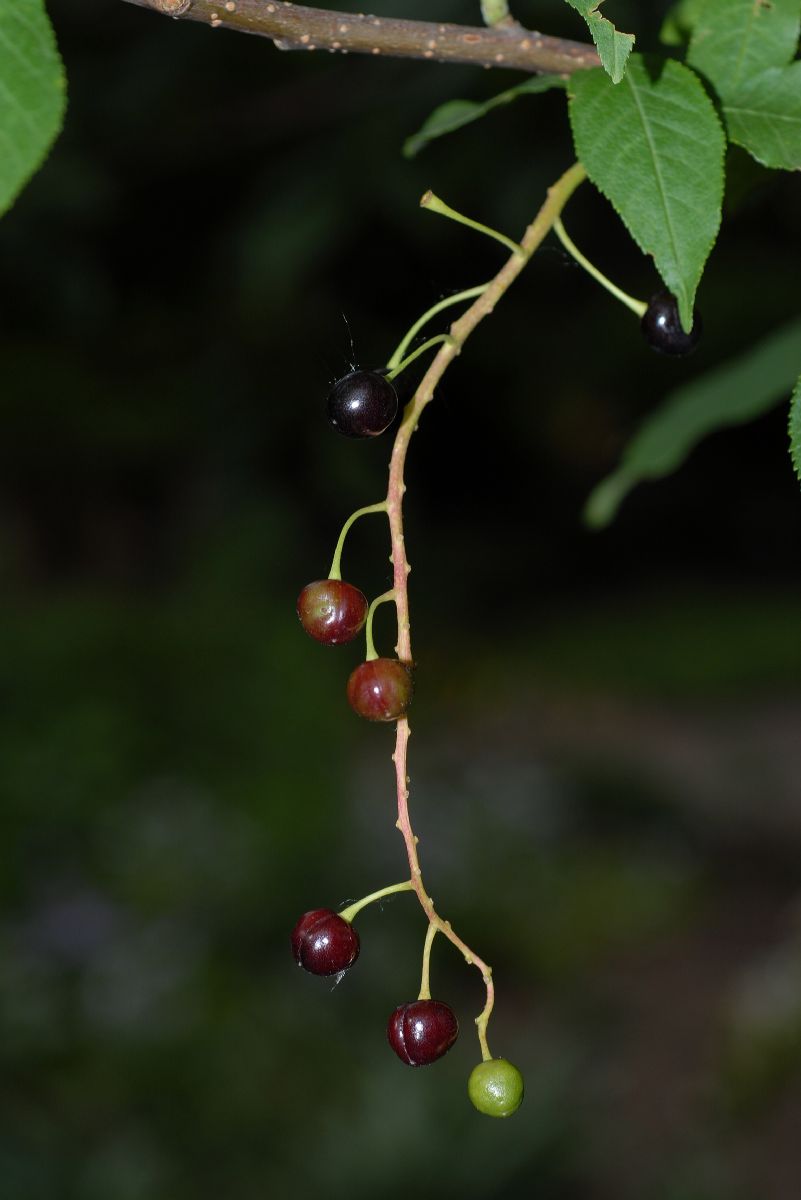 Rosaceae Prunus padus