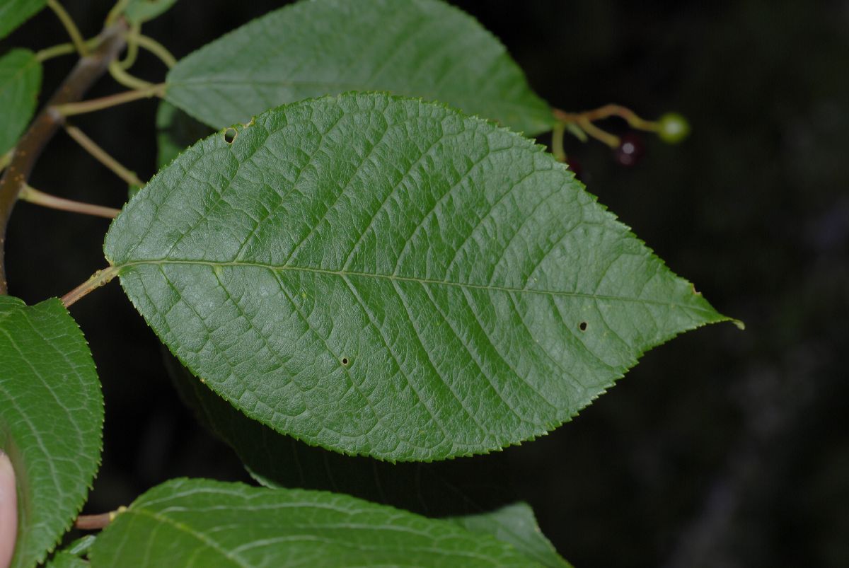 Rosaceae Prunus padus