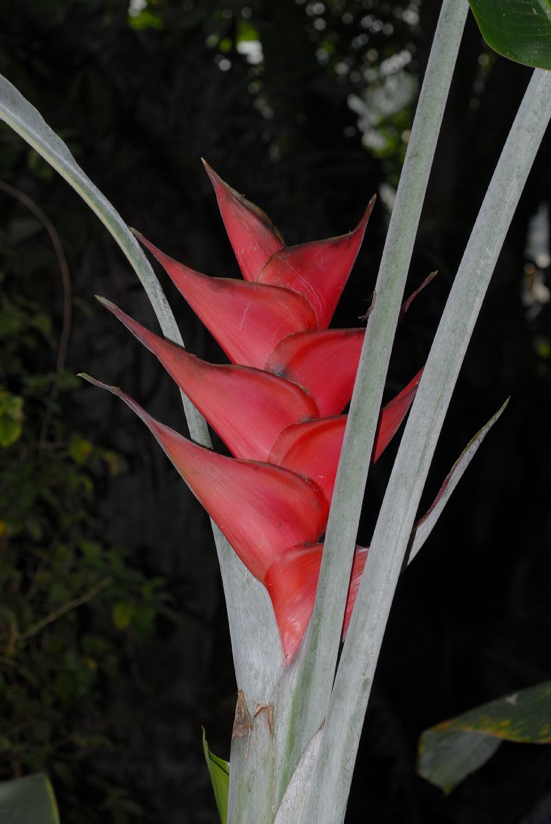 Heliconiaceae Heliconia caribaea