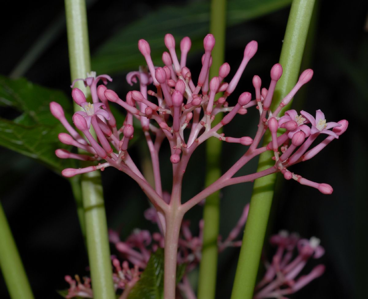 Caricaceae Carica pubescens