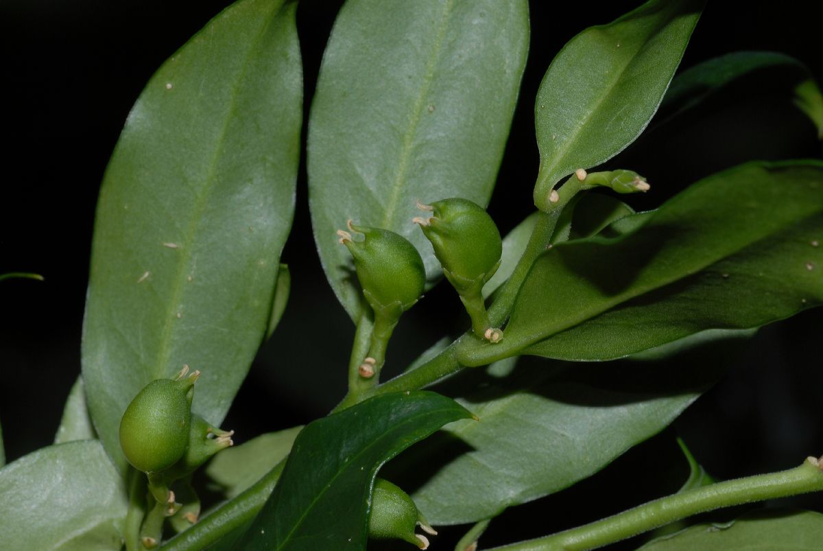 Buxaceae Sarcococca ruscifolia