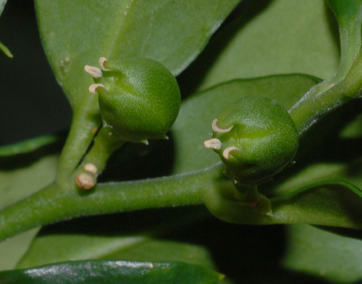 Buxaceae Sarcococca ruscifolia