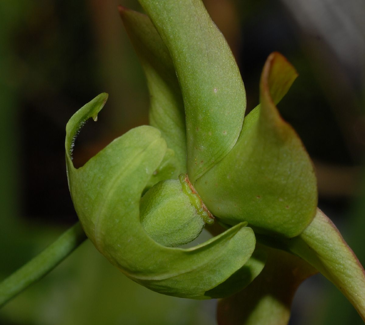 Sarraceniaceae Sarracenia rubra
