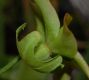 image of Sarracenia rubra