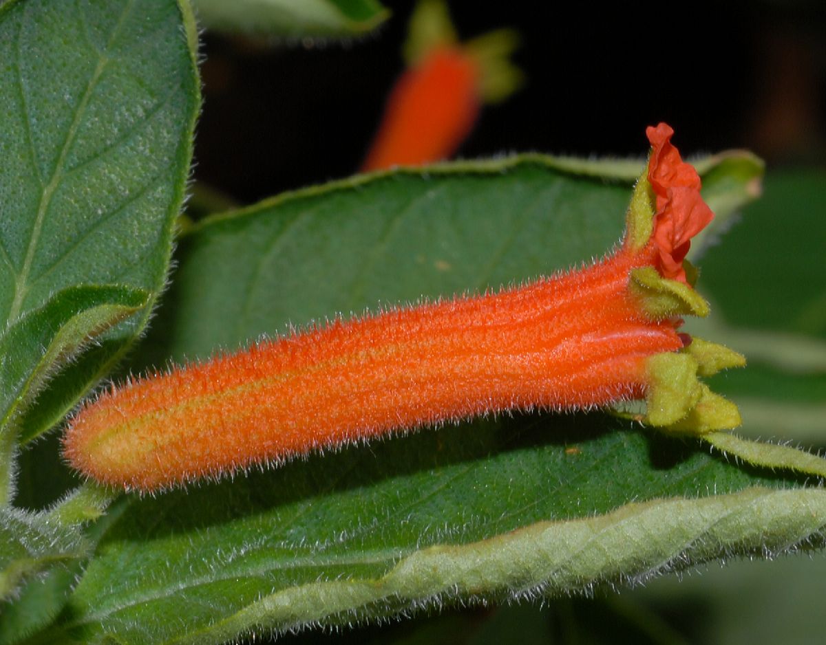 Lythraceae Cuphea salvadorensis