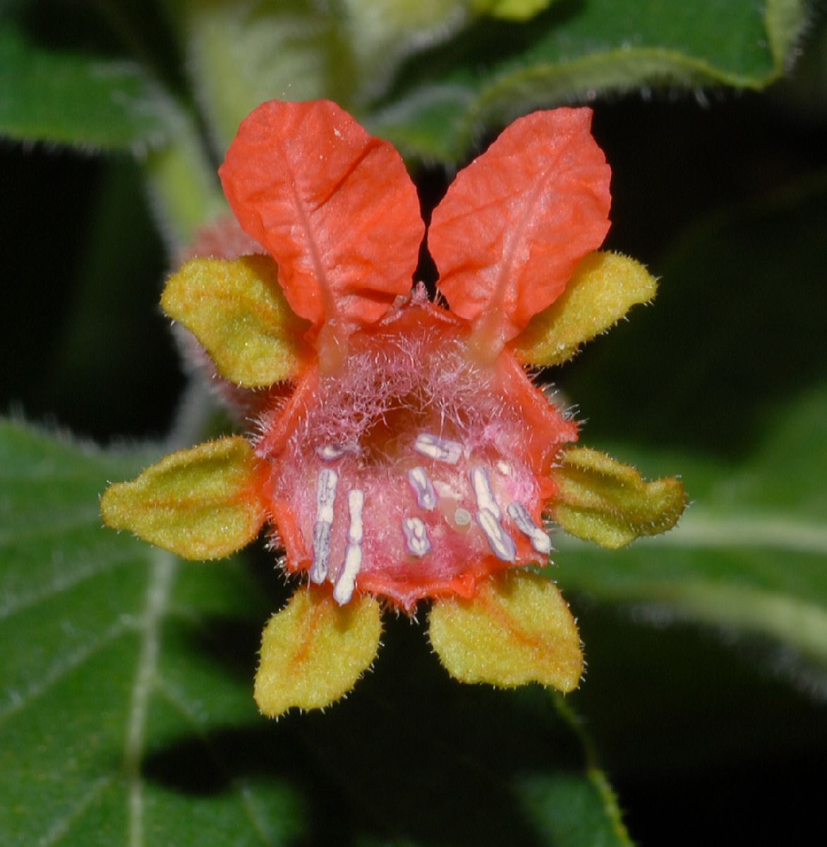 Lythraceae Cuphea salvadorensis