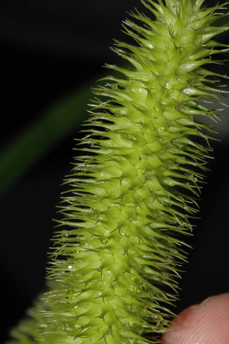Cyperaceae Carex comosa