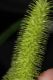 image of Carex comosa
