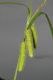 image of Carex comosa