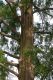 image of Metasequoia glyptostroboides