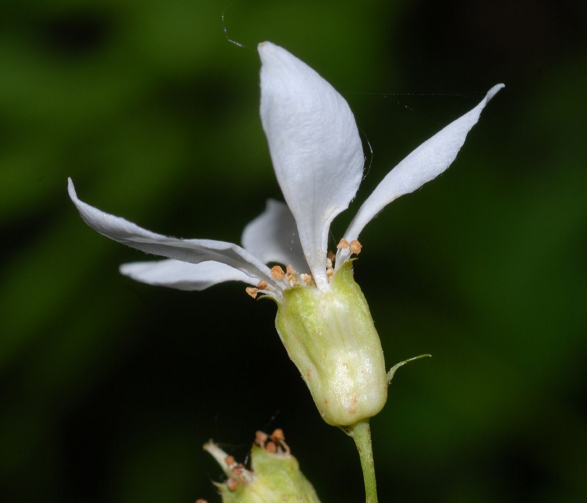 Rosaceae Porteranthus stipulatus