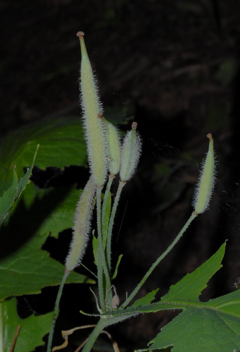 Papaveraceae Stylophorum lasiocarpum