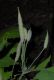 image of Stylophorum lasiocarpum