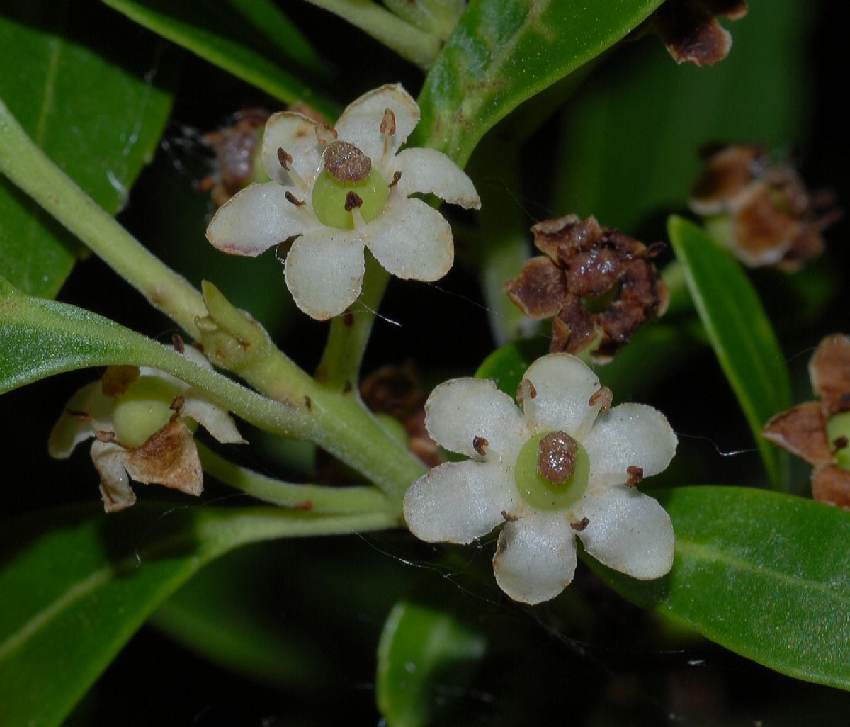 Aquifoliaceae Ilex glabra