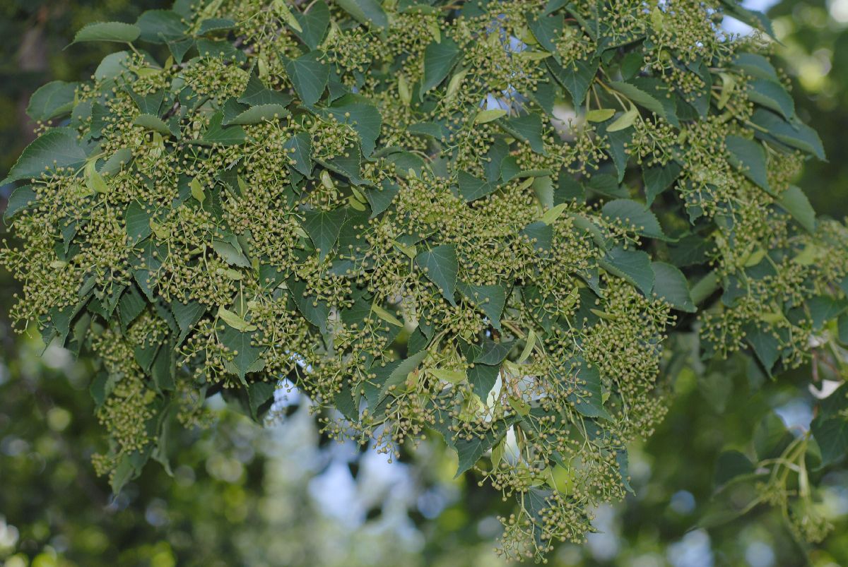 Tiliaceae Tilia japonica