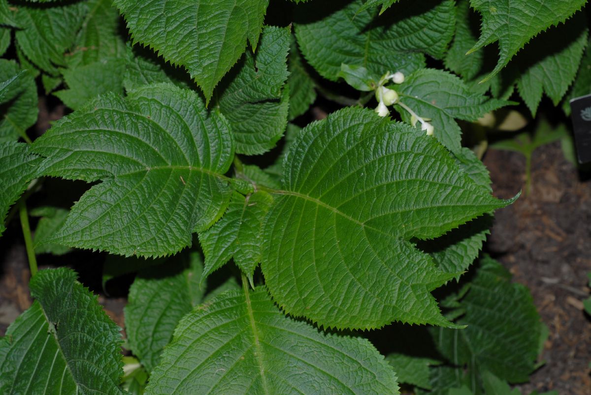 Hydrangeaceae Deinanthe bifida