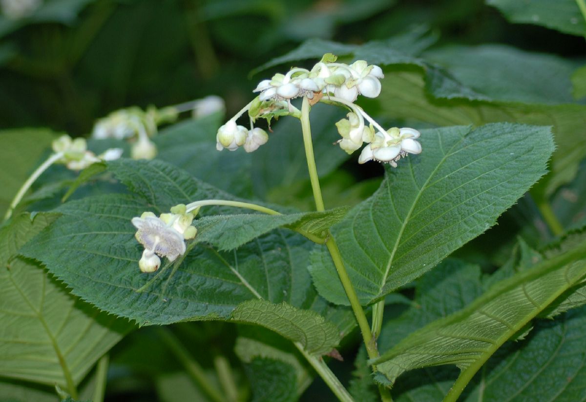 Hydrangeaceae Deinanthe bifida