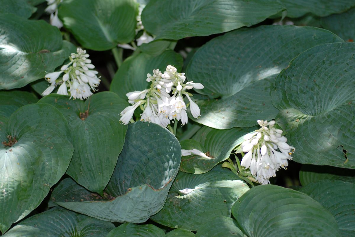Asparagaceae Hosta sieboldiana