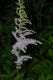 image of Astilbe chinensis