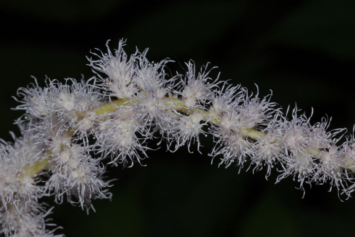 Saxifragaceae Astilbe chinensis