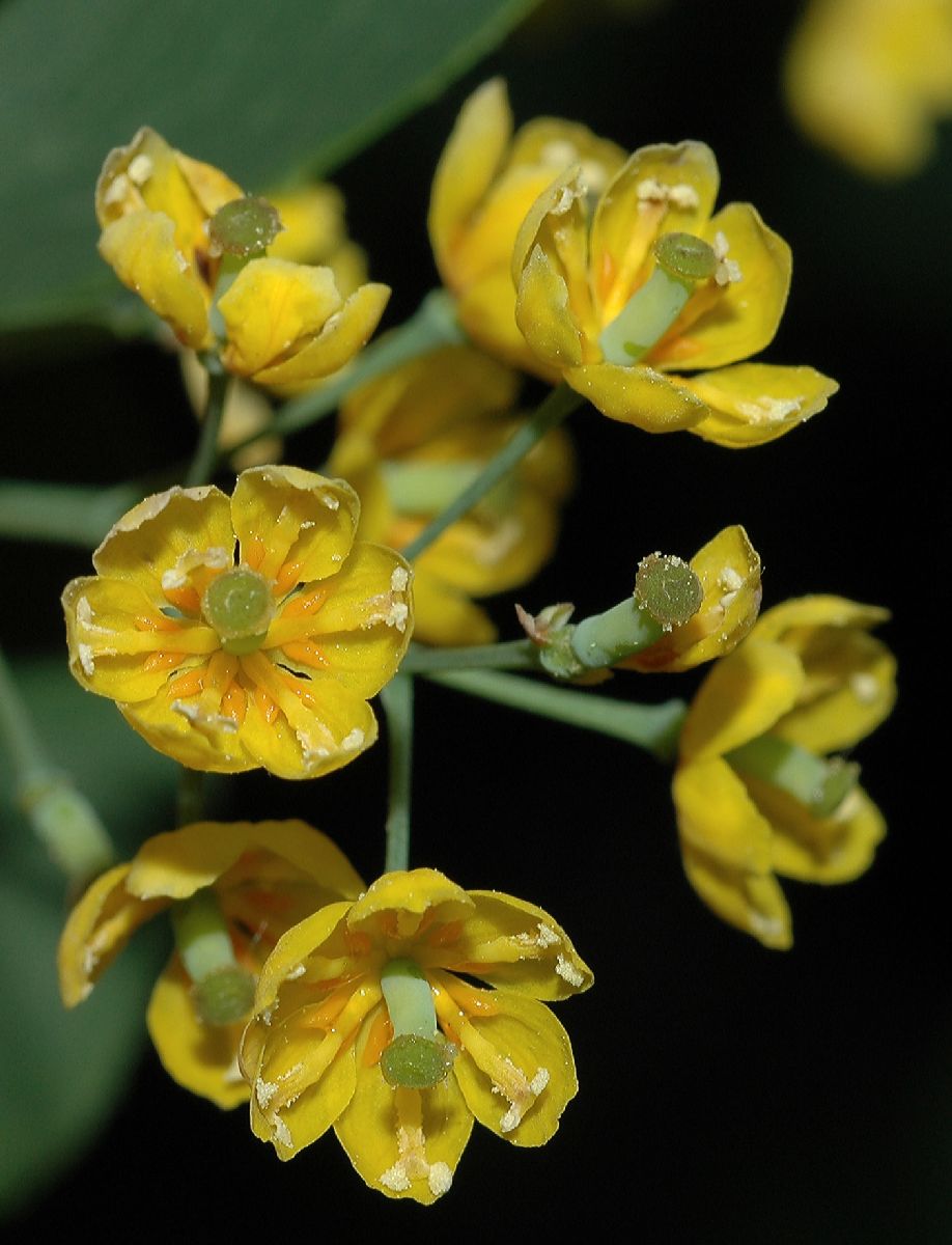 Berberidaceae Berberis vulgaris
