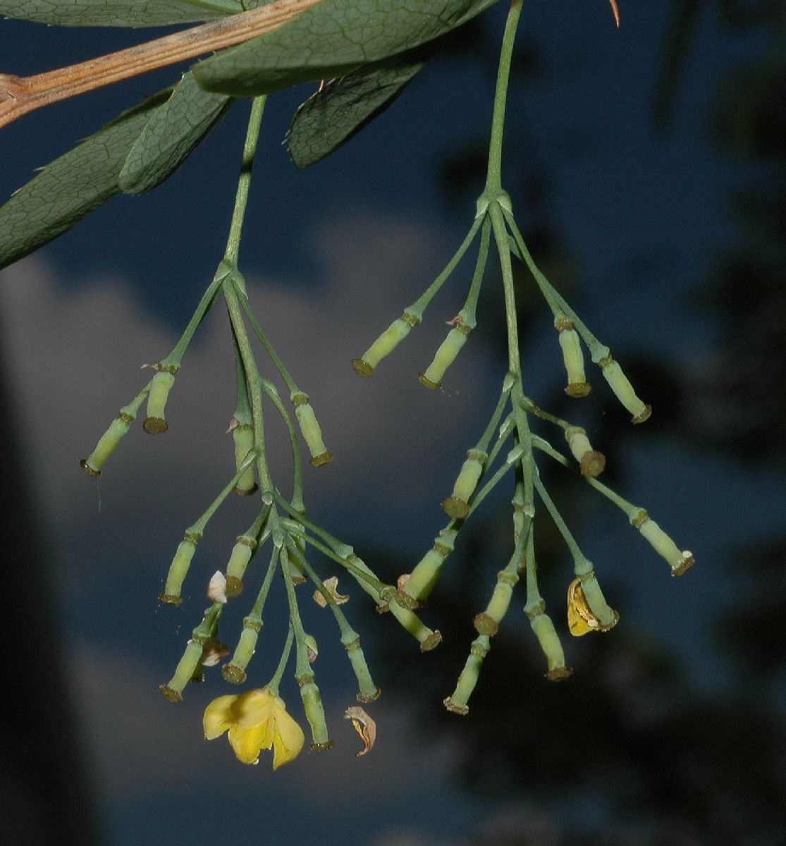 Berberidaceae Berberis vulgaris