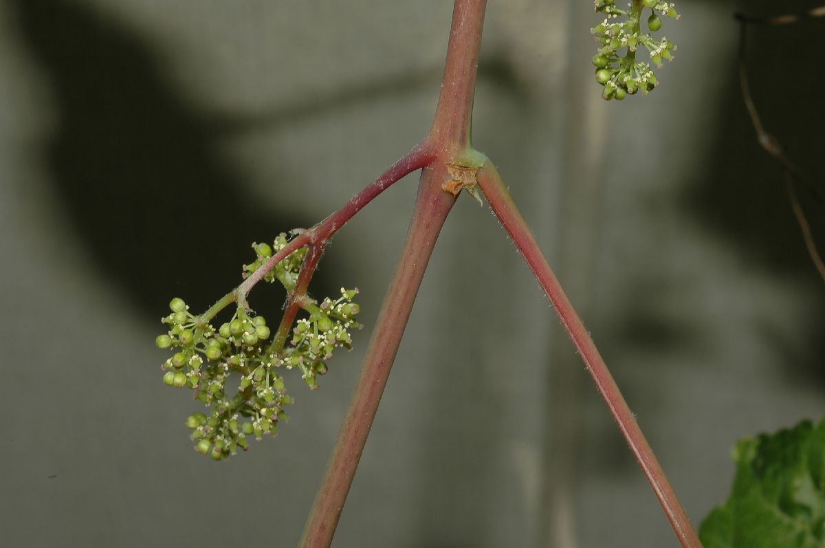 Vitaceae Vitis riparia